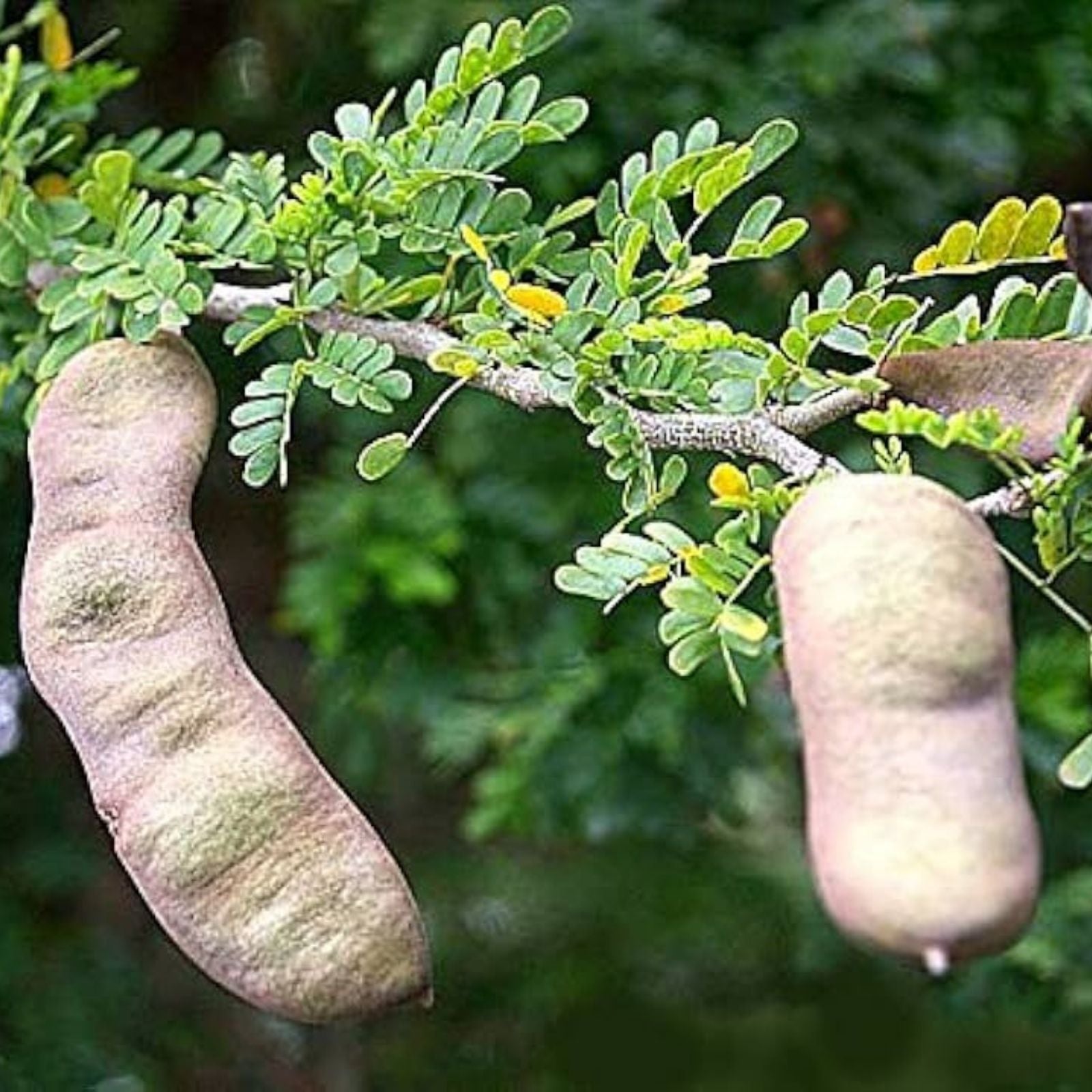 Texas Ebony Tree Seeds Ebenopsis ebano Live Plant Cutting Drought Tolerant Native Plant Bonsai Supplies