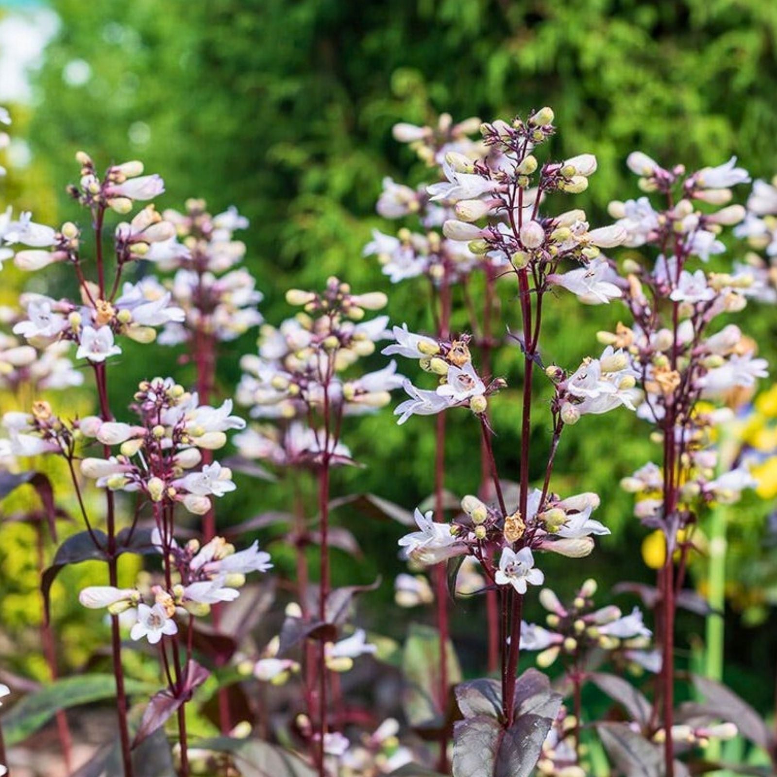Foxglove Beardtongue Husker Red Penstemon Digitalis Live Starter Plant Bare Root Perennial