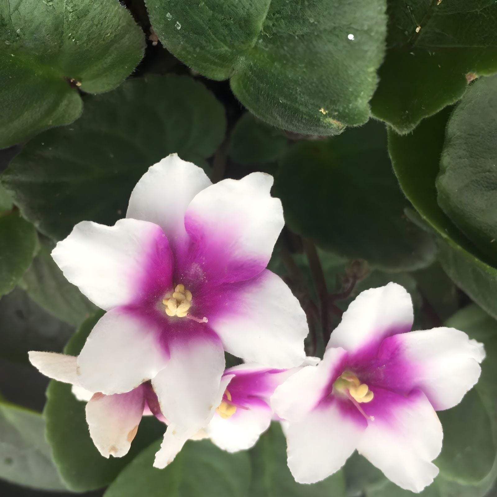 African Violet Leaves 2 Pack - Optimara Friendship Saintpaulia ionantha Live Plant Cuttings Houseplant Gardening Supplies