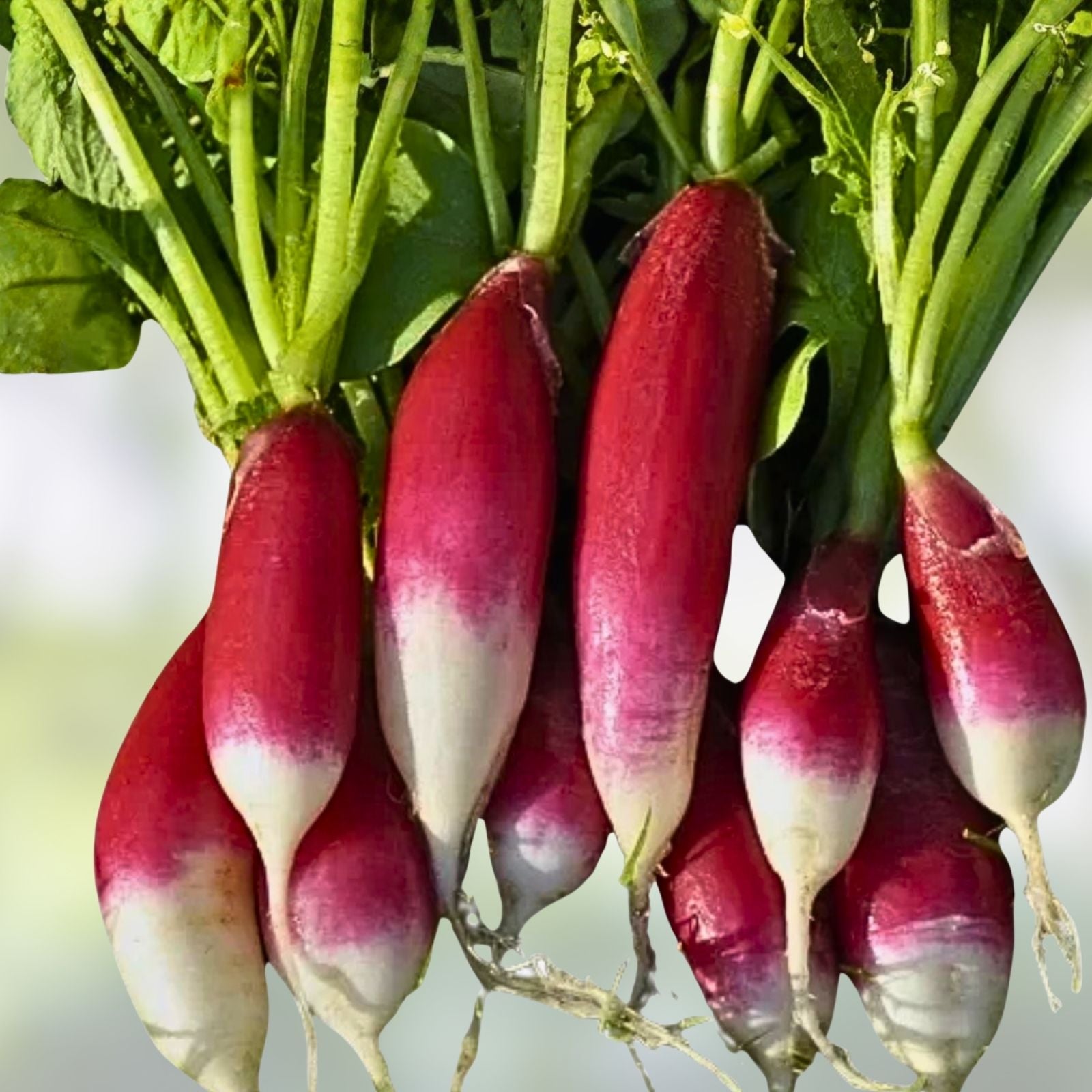 French Breakfast Radish Seeds - Heirloom Non-GMO Vegetable Seeds - Fast-Growing Raphanus sativus Starter Plant