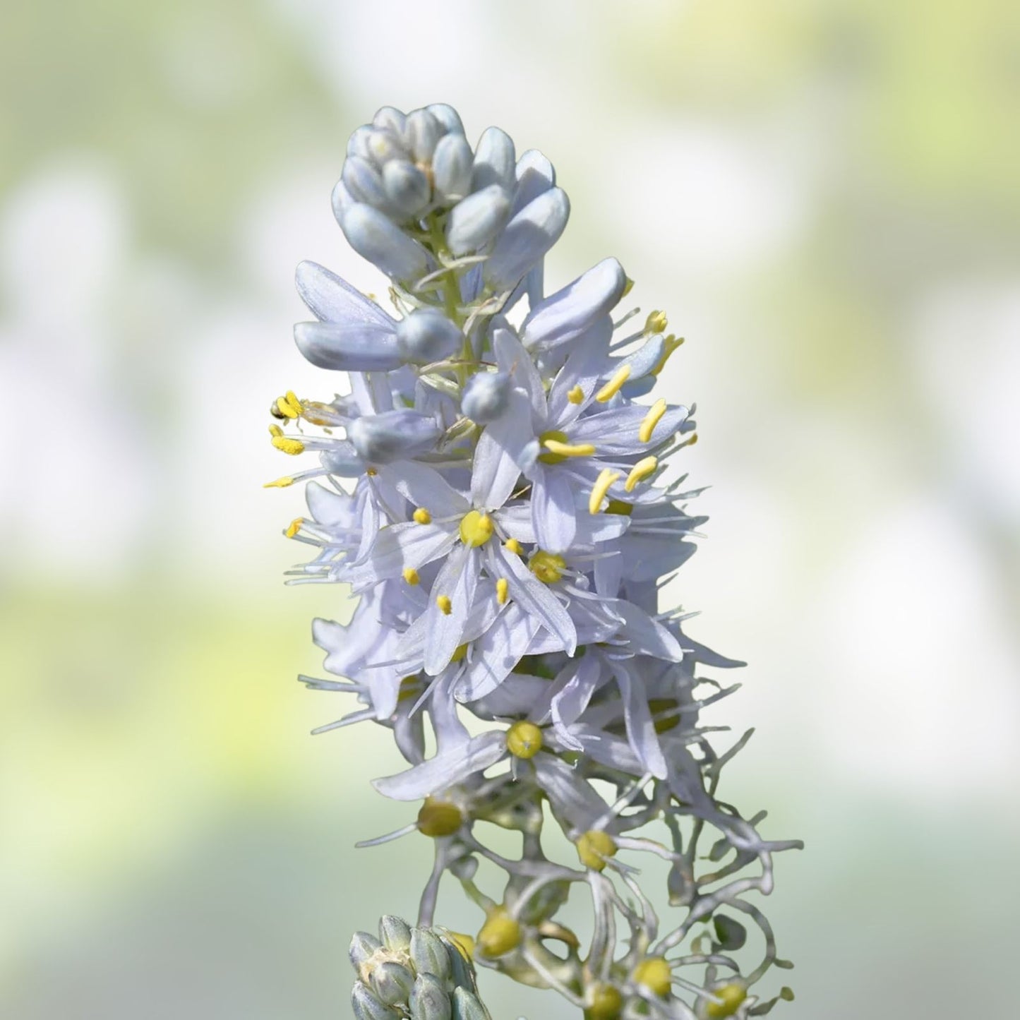 Wild Hyacinth Seeds 50 Count Blue Camassia scilloides Perennial Bulbs Native Flowering Plant Live Seeds