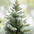 White Fir Seeds 30 Count, Abies concolor, Evergreen Tree Seeds, Conifer Seeds for Gardening, Fast Shipping