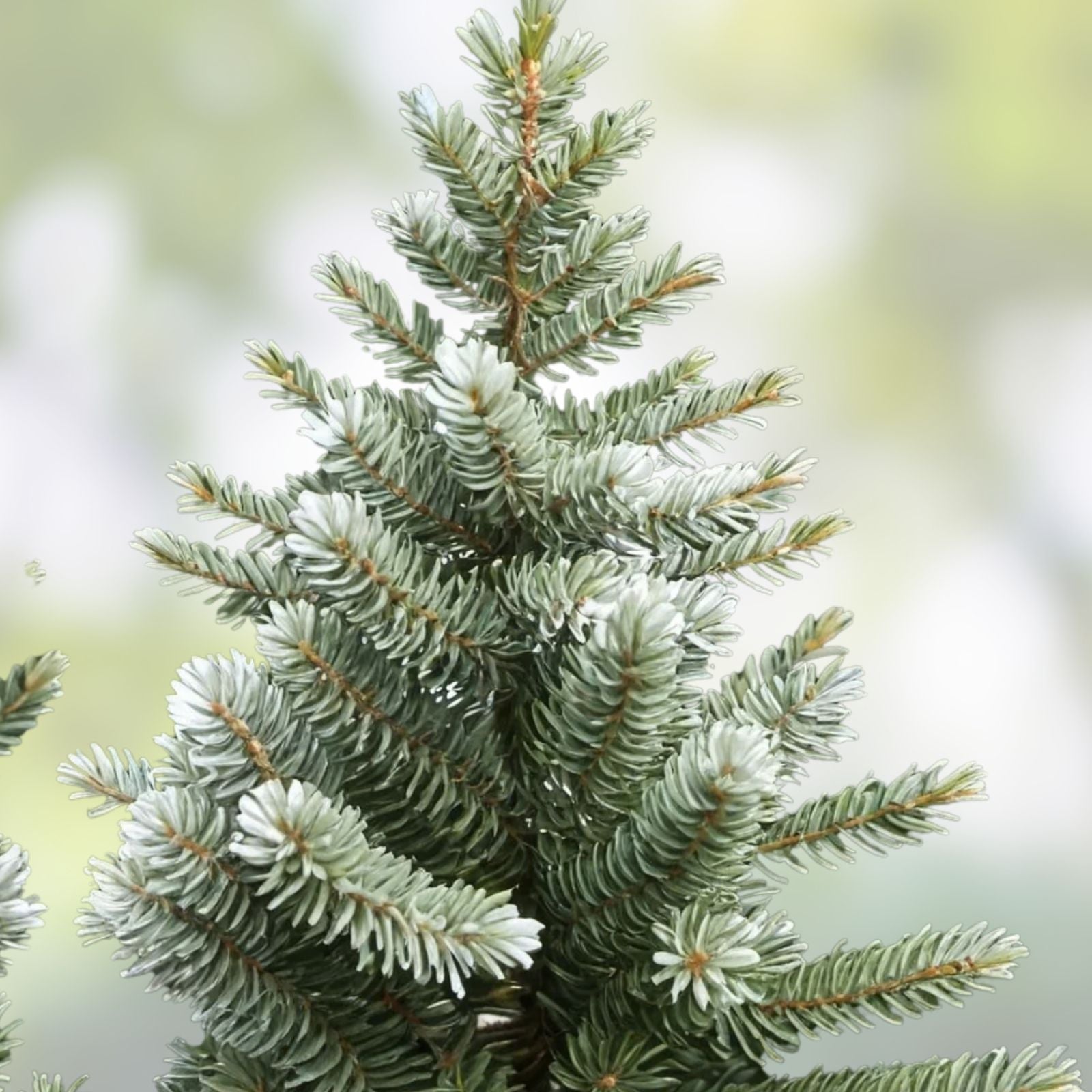 White Fir Seeds 30 Count, Abies concolor, Evergreen Tree Seeds, Conifer Seeds for Gardening, Fast Shipping