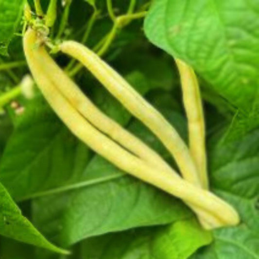 Golden Wax Bean Seeds – Heirloom Phaseolus vulgaris, Organic Non-GMO, 50+ Seeds, Made in USA, Ships from Iowa