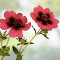 Monarch's Velvet Potentilla Seeds 30 Organic Perennial Plant Starter Bare Root Live Plant Cutting