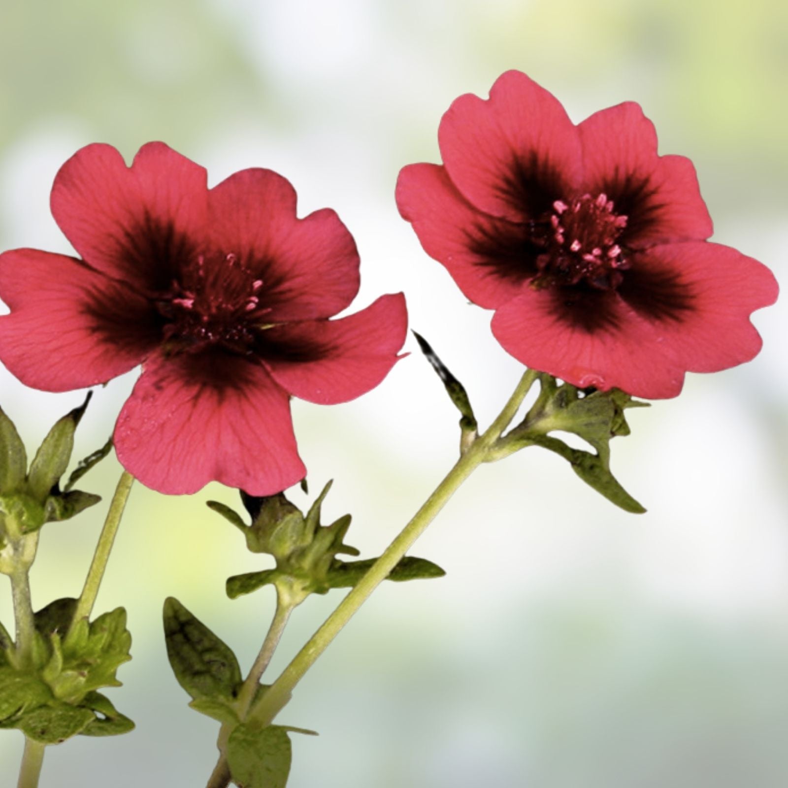 Monarch's Velvet Potentilla Seeds 30 Organic Perennial Plant Starter Bare Root Live Plant Cutting