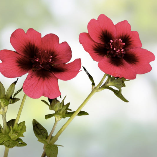 Monarch's Velvet Potentilla Seeds 30 Organic Perennial Plant Starter Bare Root Live Plant Cutting