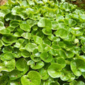 Wild Ginger Seeds 10 Pack - Ground Cover Perennial Asarum canadense for Shade Gardens, Spice, Live Plant, Bare Root, Starter Plant