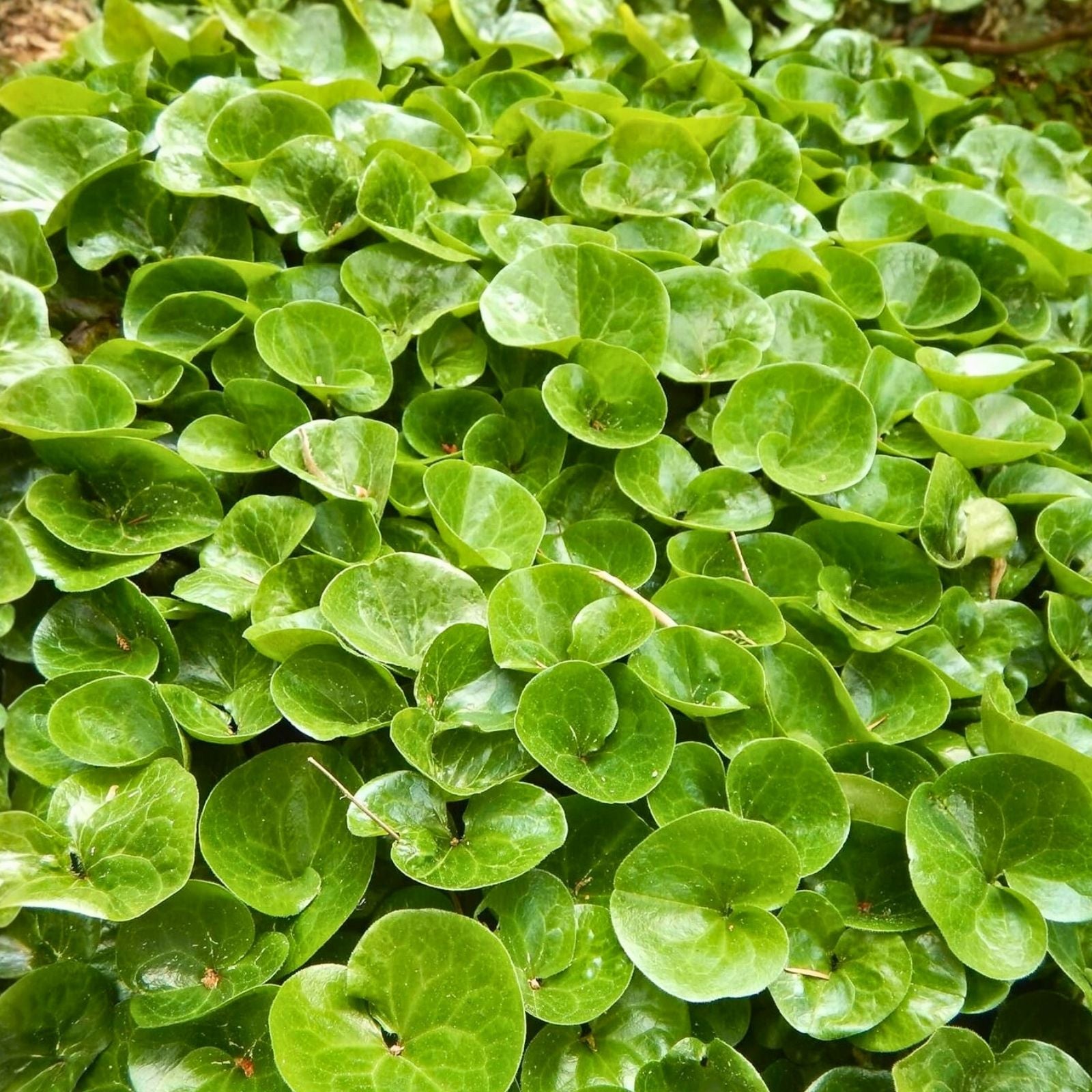 Wild Ginger Seeds 10 Pack - Ground Cover Perennial Asarum canadense for Shade Gardens, Spice, Live Plant, Bare Root, Starter Plant