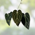 Anthurium Carlablackiae Live Plant Leaf Cutting, Rare Tropical Houseplant for Home Decor