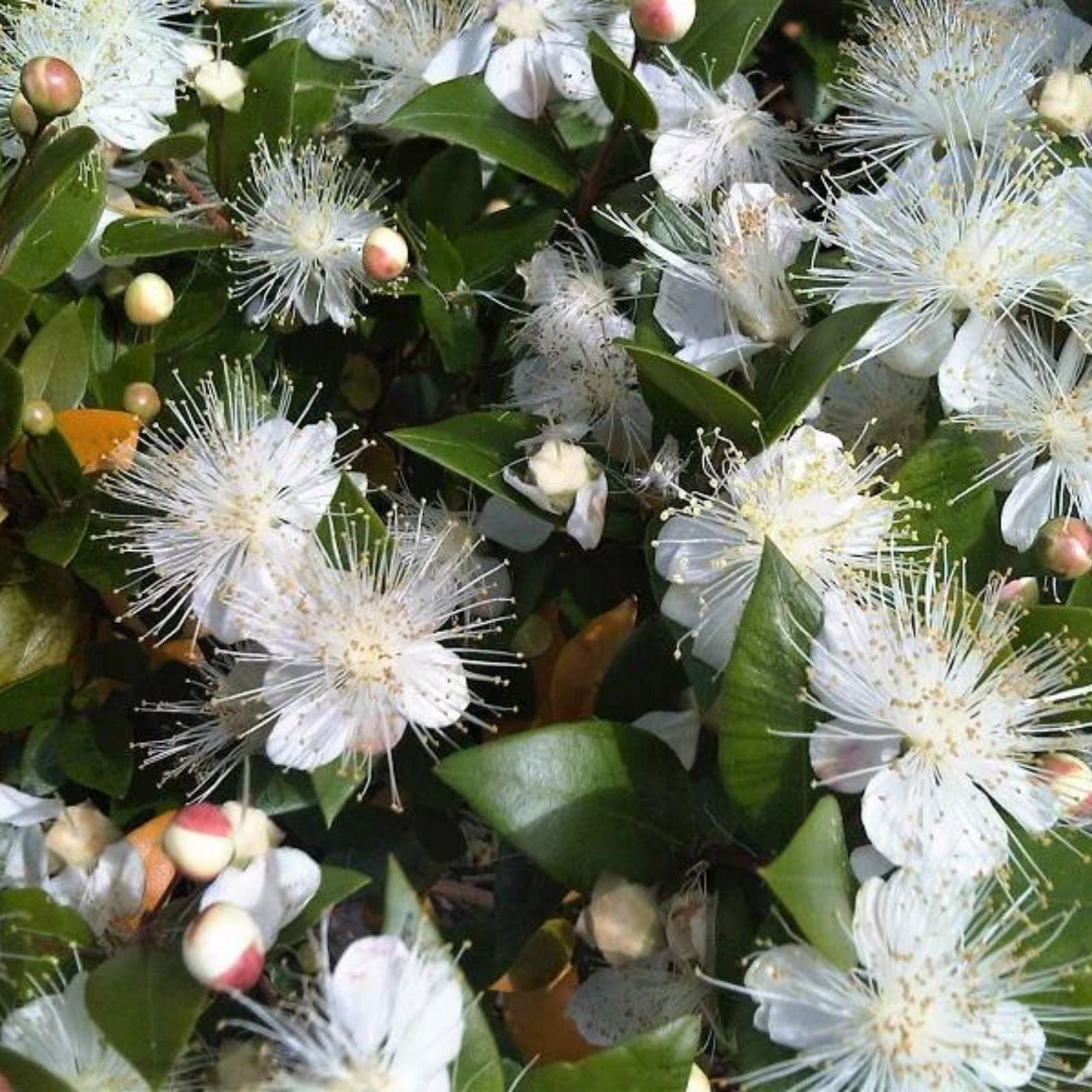 True White Sweet Myrtle Seeds 25 Pack Aromatic Herb Garden Landscaping Myrtus communis L.