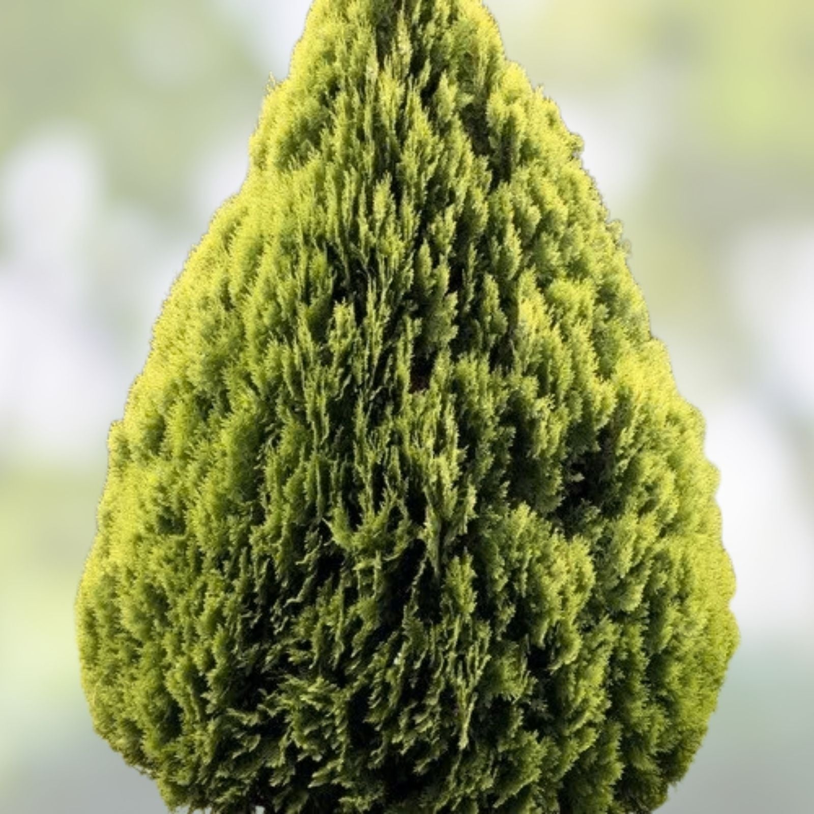 40 Oriental Arborvitae Tree Seeds – Evergreen, Hardy Garden Landscaping, Platycladus orientalis, Fast Growing Plant Seeds