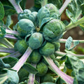 Brussels Sprout Seeds 500 Count | Heirloom Non-GMO Brassica oleracea Vegetable Seeds for Gardening
