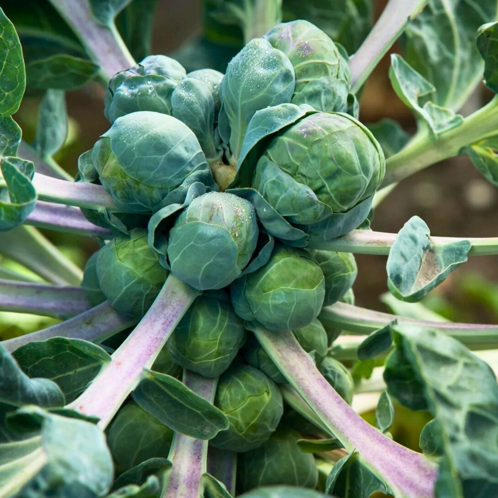 Brussels Sprout Seeds 500 Count | Heirloom Non-GMO Brassica oleracea Vegetable Seeds for Gardening