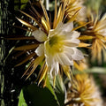 Queen of the Night Cactus Plant – White Fragrant Flowers – Selenicereus grandiflorus – Night Blooming Succulent Live Plant