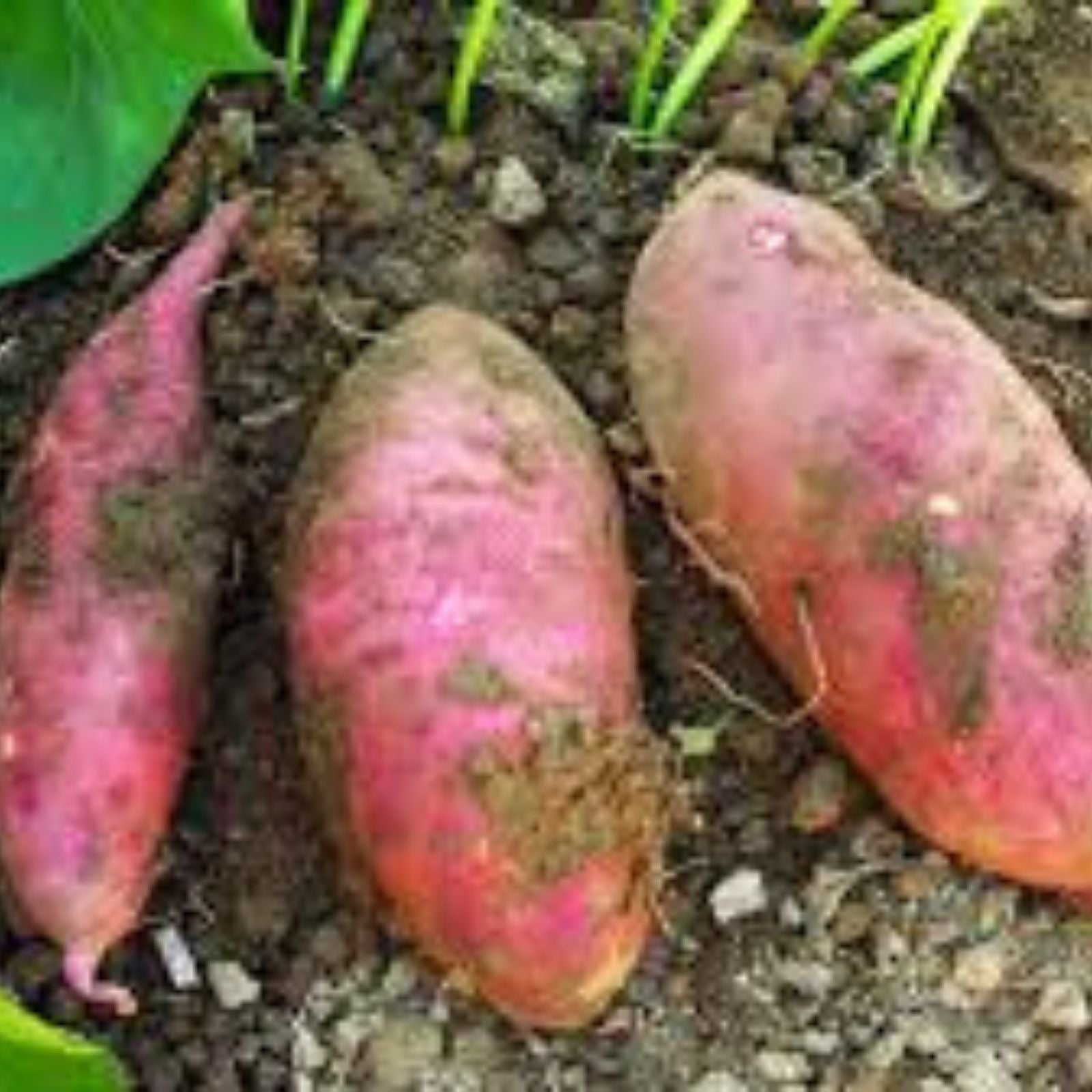 Purple Skin White Sweet Potato Slips, 10 Organic Cuttings, Ipomoea batatas, Edible Root Vegetables, Sweet Potato Vine, Organic Gardening