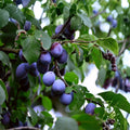 Damson Blue Plum Tree Cuttings - Organic Prunus domestica Fruit Tree Propagation - Live Unrooted Starter Plant or Cutting