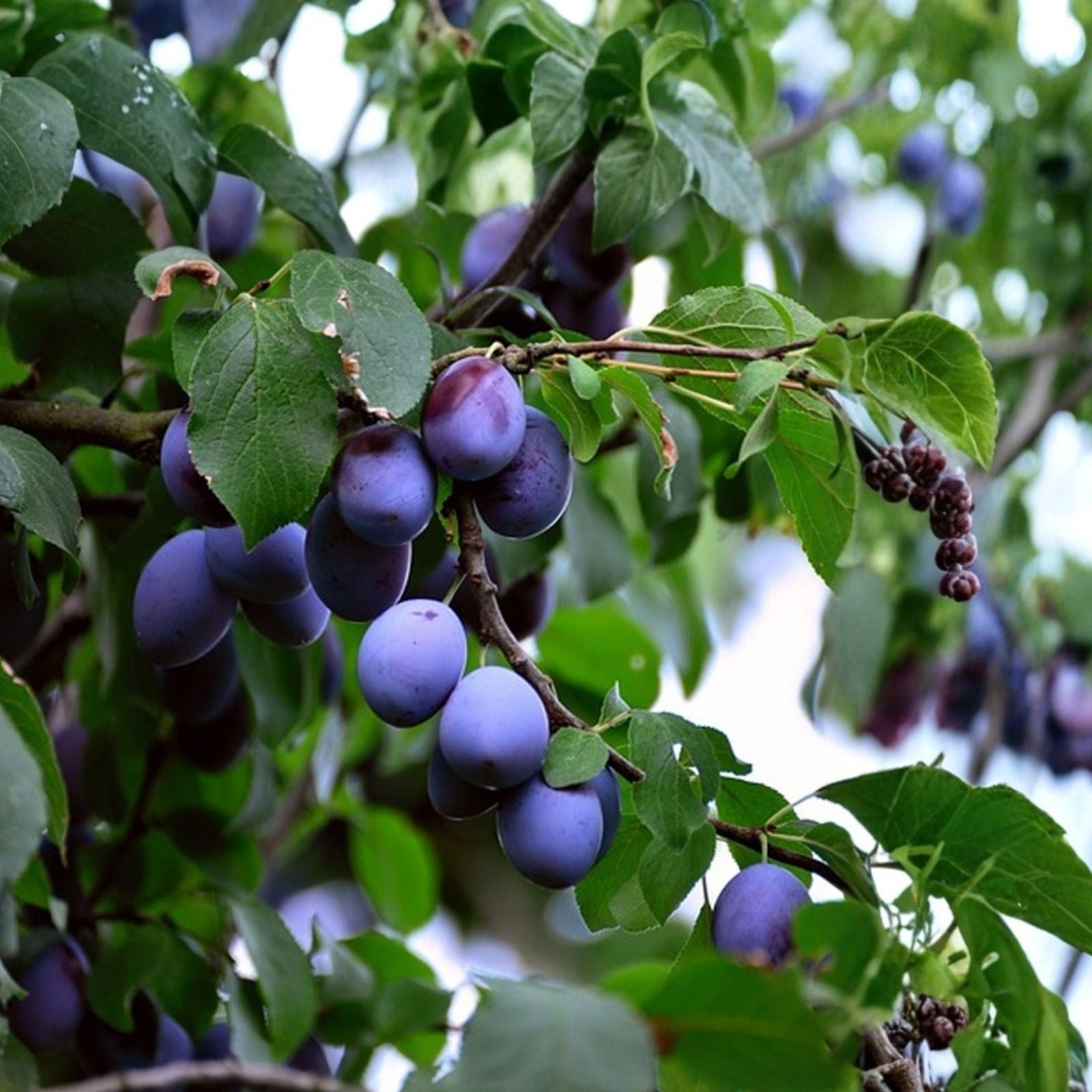 Damson Blue Plum Tree Cuttings - Organic Prunus domestica Fruit Tree Propagation - Live Unrooted Starter Plant or Cutting