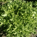 Heirloom Lettuce Seeds Broadleaf Batavian Organic Salad Greens for Home Garden 25+ Seeds