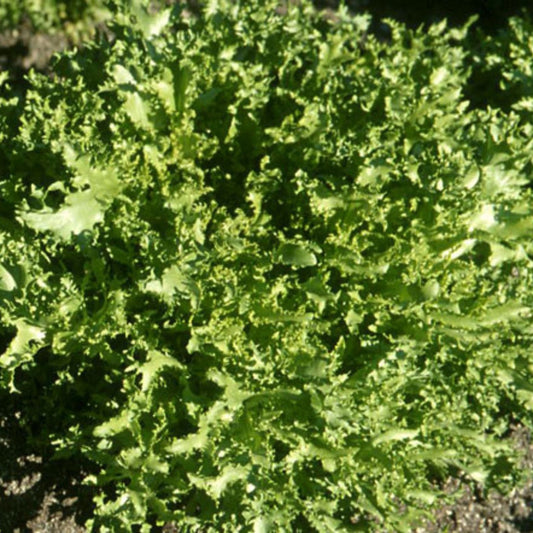 Heirloom Lettuce Seeds Broadleaf Batavian Organic Salad Greens for Home Garden 25+ Seeds