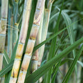 Rooted Sugarcane Cuttings 3 pcs Tropical Plant Sweet Juicy Saccharum officinarum Live Starter Plant