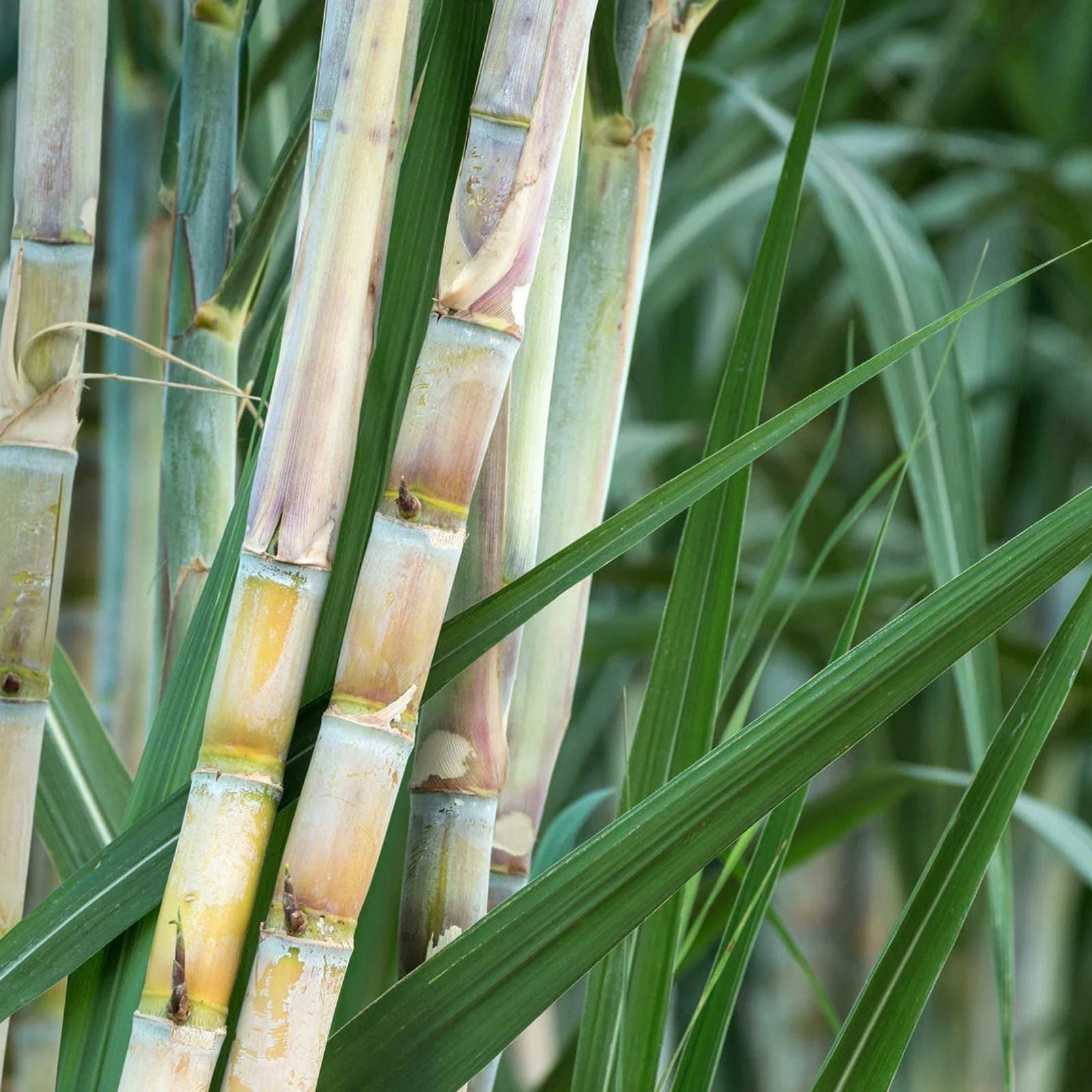 Rooted Sugarcane Cuttings 3 pcs Tropical Plant Sweet Juicy Saccharum officinarum Live Starter Plant