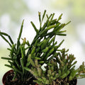 Rhipsalis Prismatic Cutting | Rare Orchid Cactus Houseplant Starter Plant | Live Succulent Plant Propagation Material