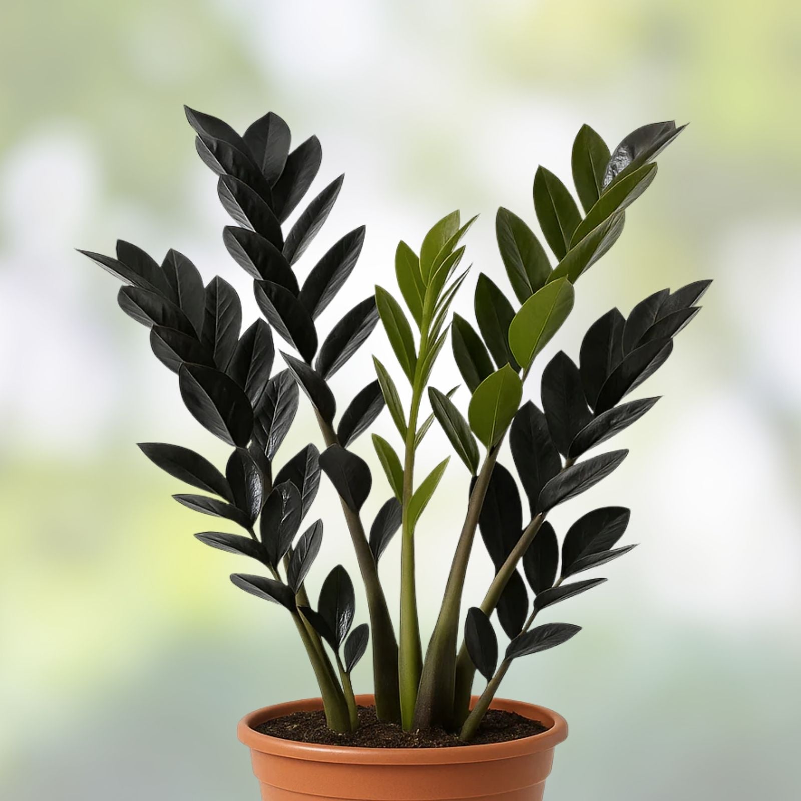 Black Raven ZZ Plant Cutting - Zamioculcas Zamiifolia Indoor Houseplant, 2 Node Starter Plant, Live Cutting