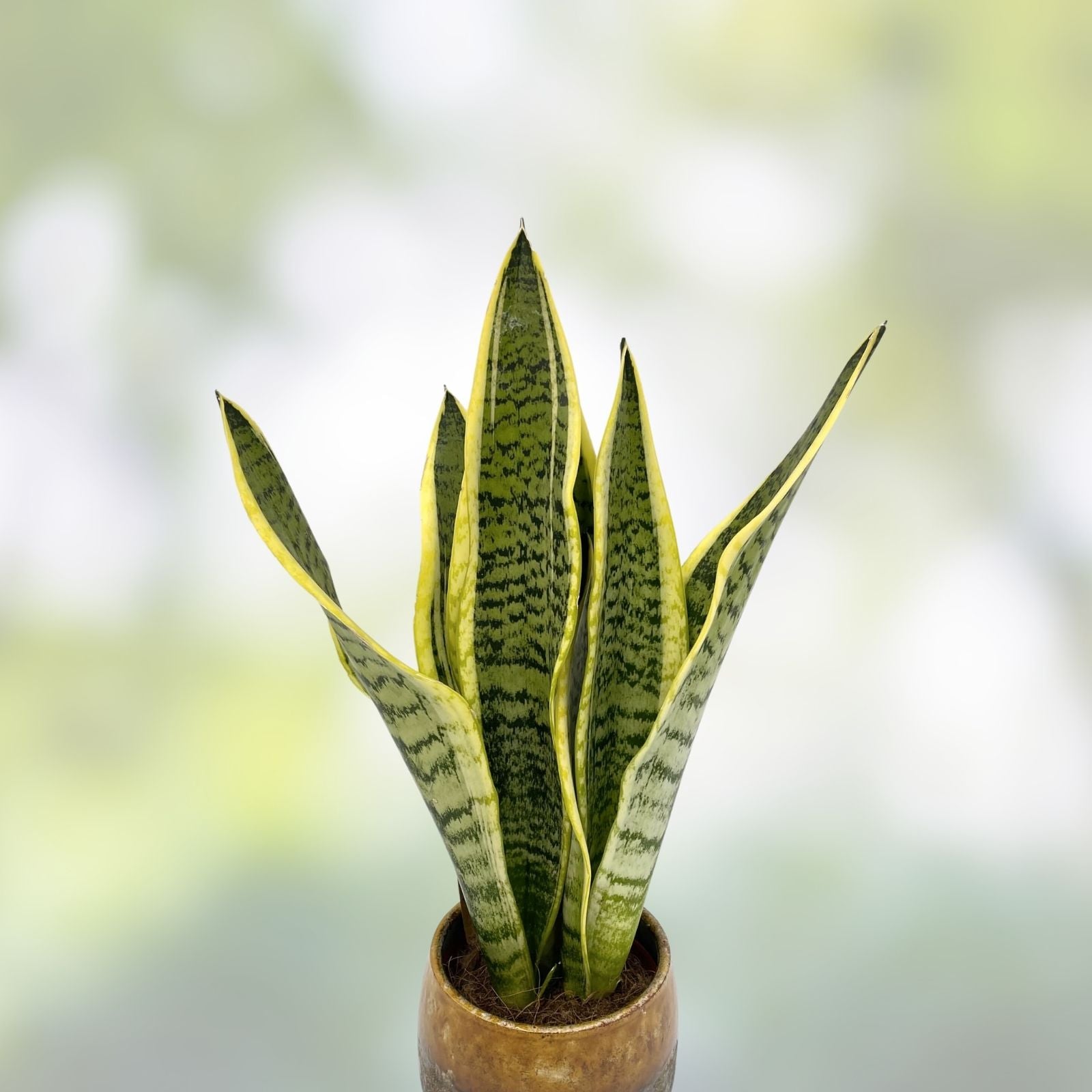 Sansevieria Plant - Well Rooted Mother-in-Law's Tongue - Sansevieria trifasciata Indoor Houseplant - Low Maintenance, Air Purifying