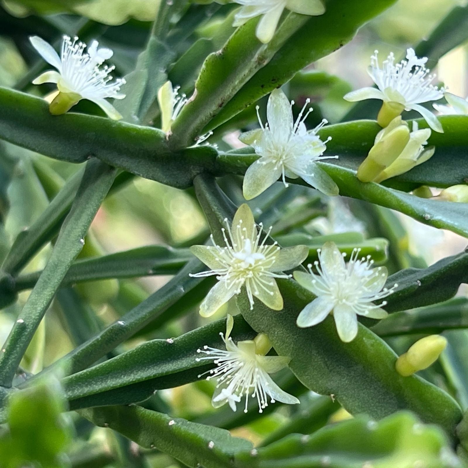 Rhipsalis dissimilis Cuttings 4in Orchid Cactus Indoor Plant White Flowers Live Houseplant