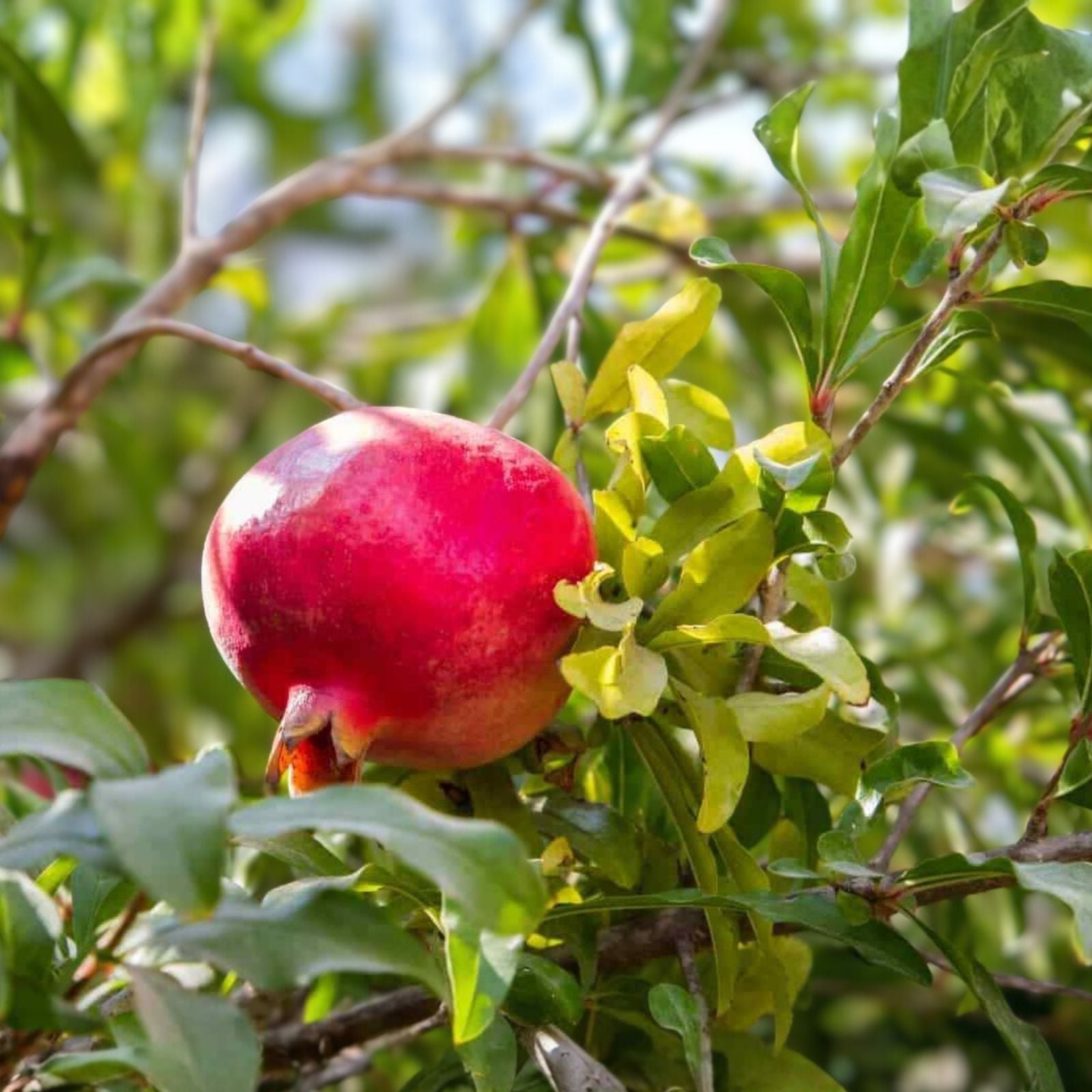 White Pomegranate Punica granatum Live Plant Cuttings – Organic Fruit Bearing Propagation Starter Plant