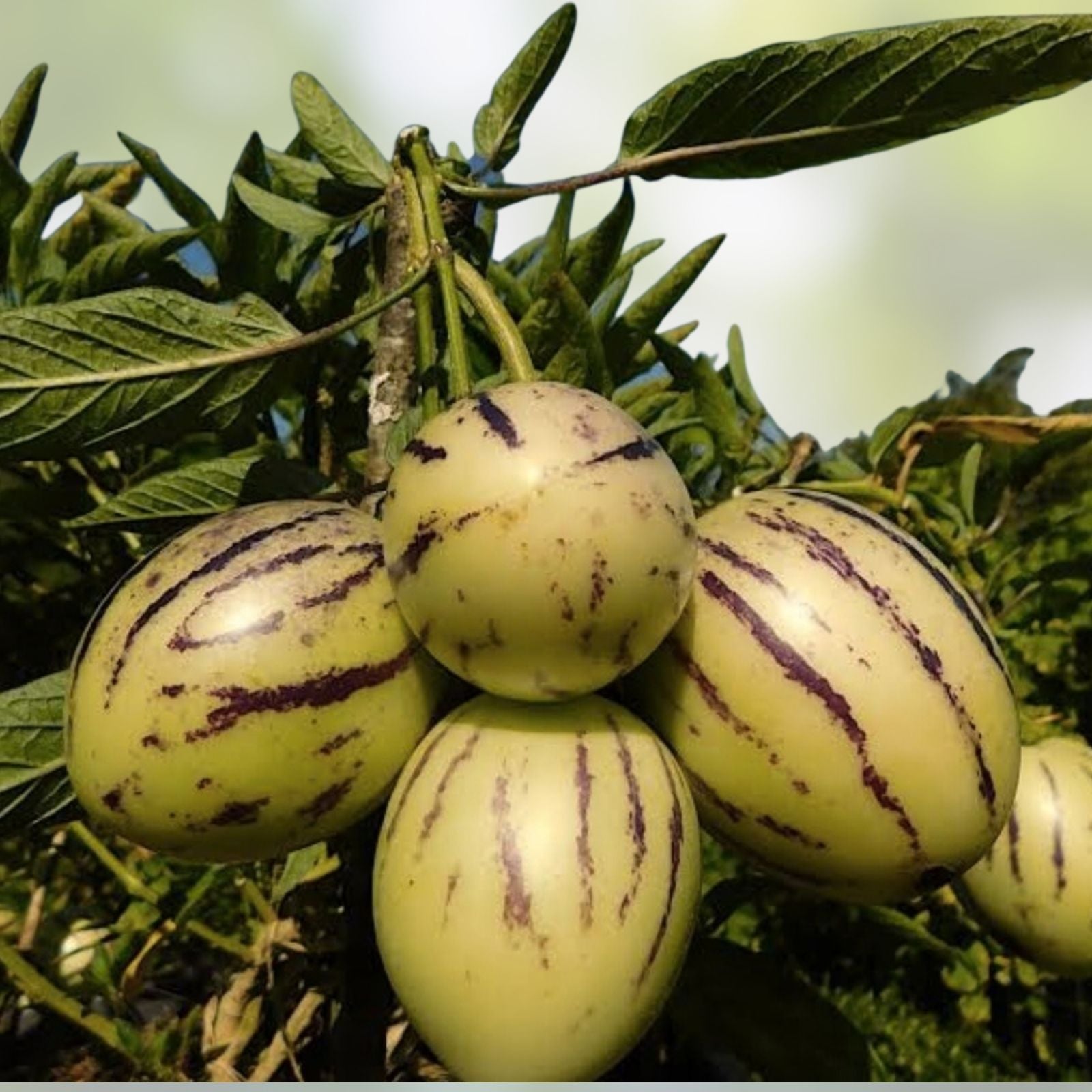 Fresh Pepino Melon Cuttings – 10 Edible Fruit Plants – Solanum muricatum – Sweet Tasty Flavor for Home Gardens