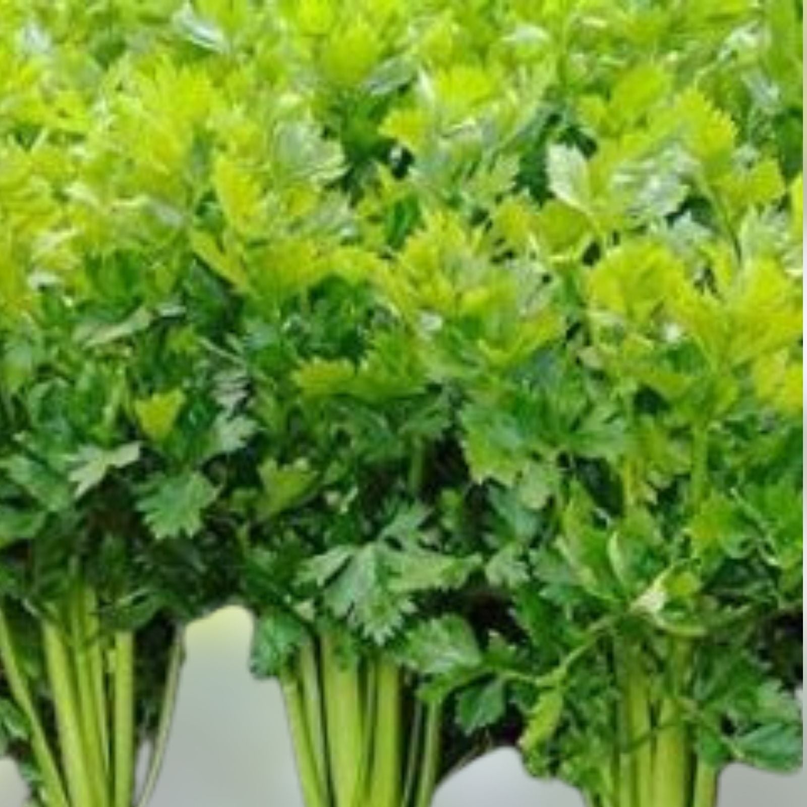 Celery Seeds 100 Pack Tendercrisp Heirloom Non-GMO Organic Apium graveolens Vegetable Garden Seeds