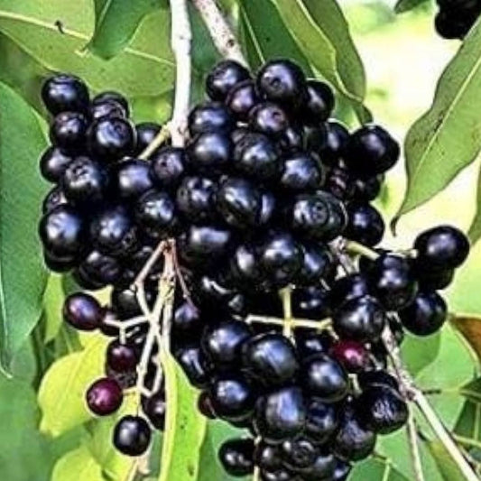 Jamun Jambhul Fruit Tree Cuttings | Syzygium cumini | Live Bare Root Java Plum Tree | Fast Growing Plant Starter