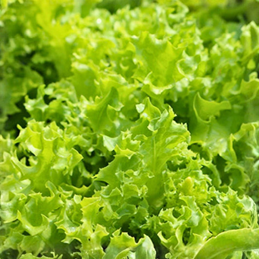 Heirloom Lettuce Seeds Leaf Simpson BS Organic Non-GMO 25+ Vegetable Garden Starter Plant, Crisp Greens, Live Cutting