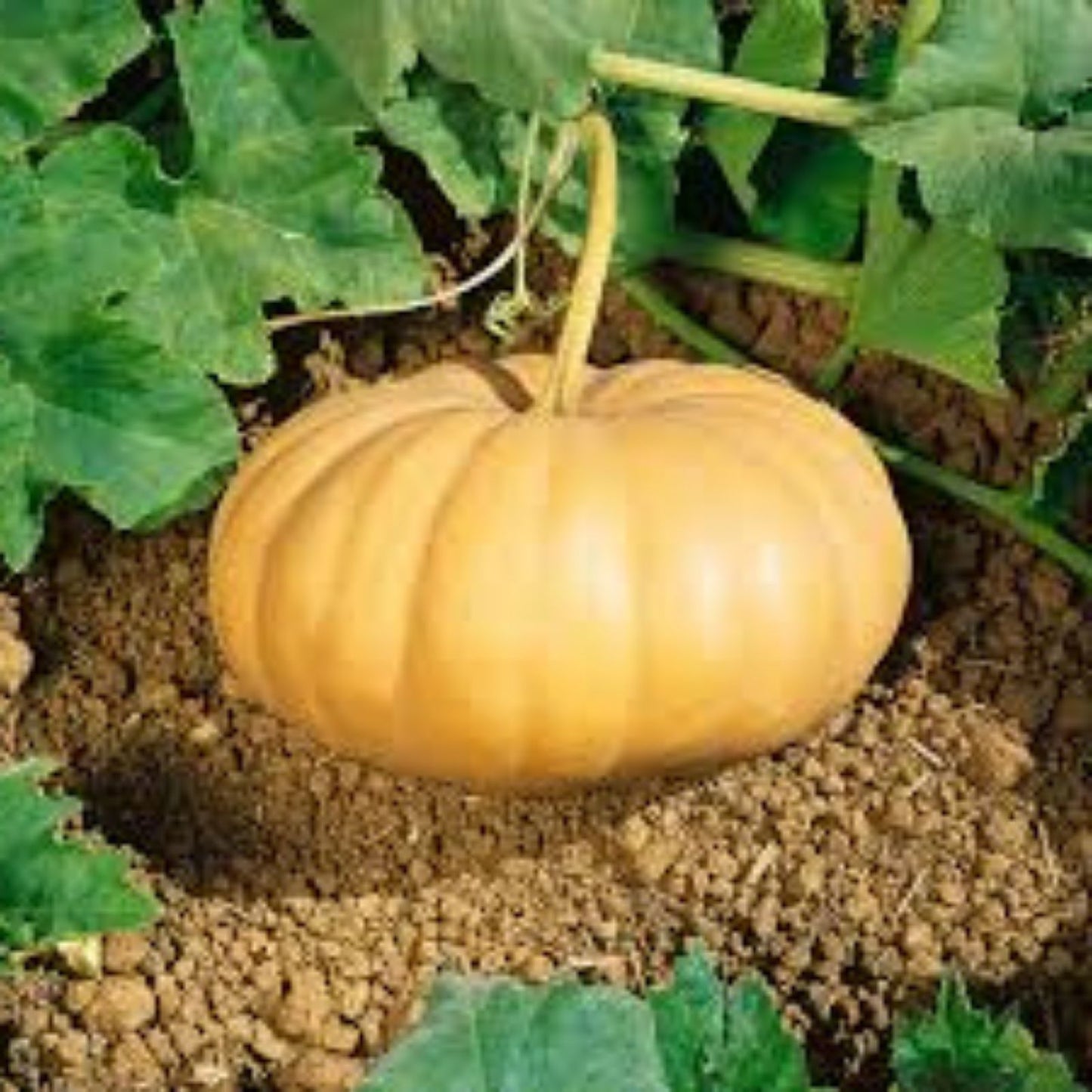 Long Island Cheese Pumpkin Seeds 10 Organic Cucurbita maxima Heirloom Gourmet Culinary USA Grown