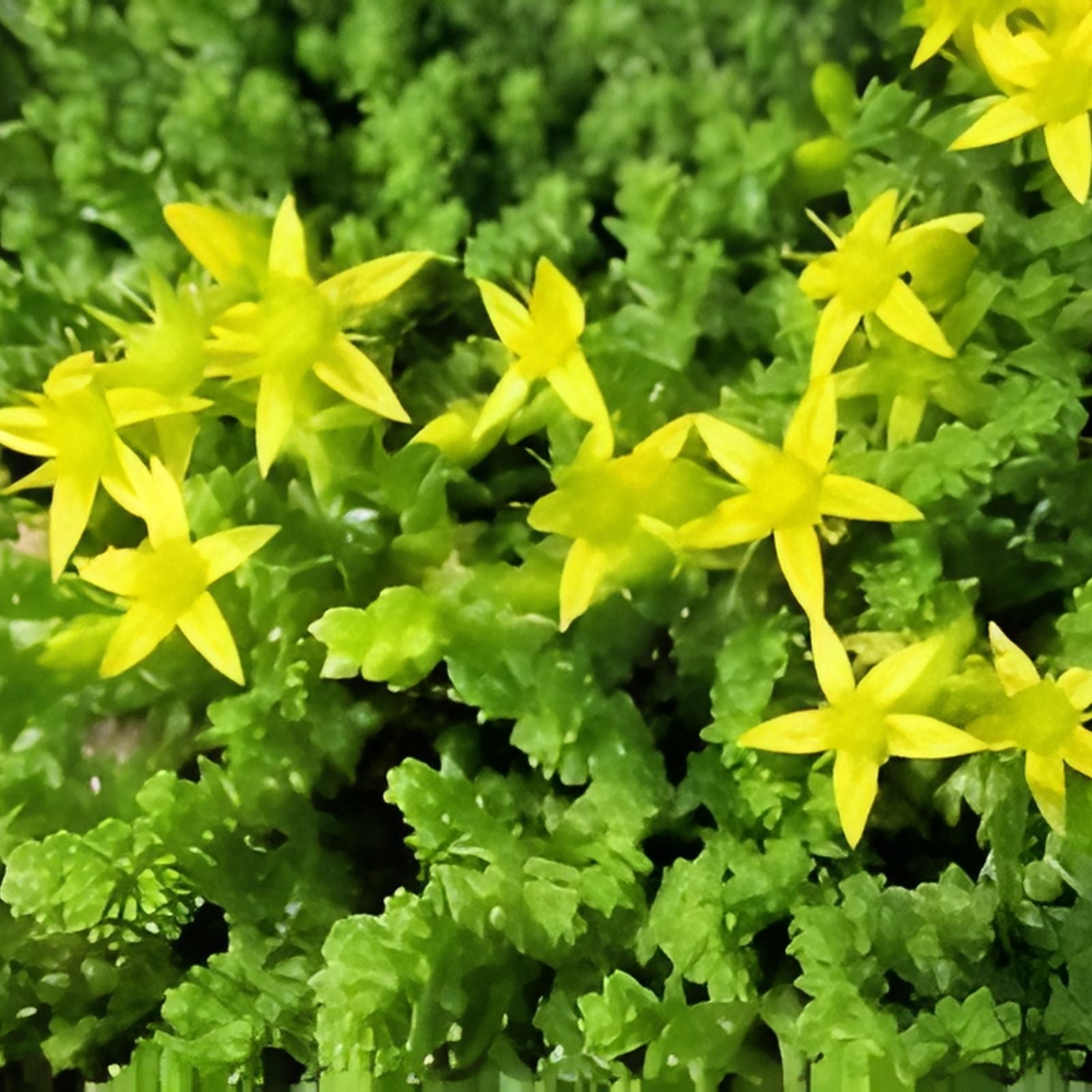 Creeping Sedum Groundcover Plants 50 Perennials Varied Sizes Sedum spp. for Garden Landscaping Borders Fast Shipping