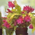 Epiphyllum 'Immortal' Unrooted Cutting - Rare Orchid Cactus Houseplant Propagation Material - Fast Growing Succulent