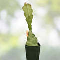 Epiphyllum 'Mr. P.' Rooted Cutting - Rare Orchid Cactus - Unique Indoor Houseplant - Easy Care Succulent Plant