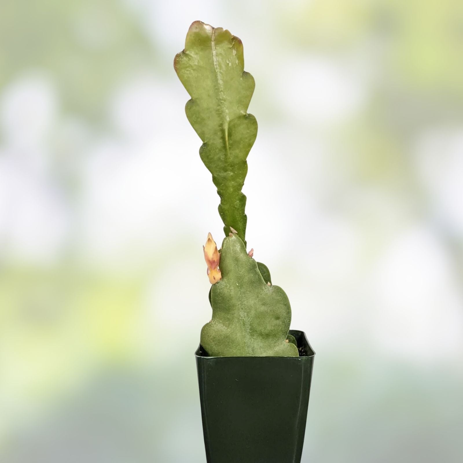 Epiphyllum 'Mr. P.' Rooted Cutting - Rare Orchid Cactus - Unique Indoor Houseplant - Easy Care Succulent Plant