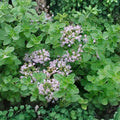 Italian Oregano Herb Seeds 500 Non-GMO Heirloom Culinary Plant for Gardening and Cooking