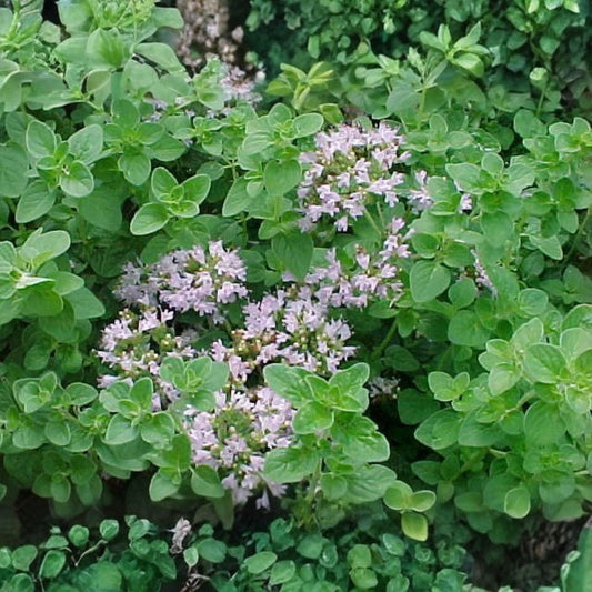 Italian Oregano Herb Seeds 500 Non-GMO Heirloom Culinary Plant for Gardening and Cooking