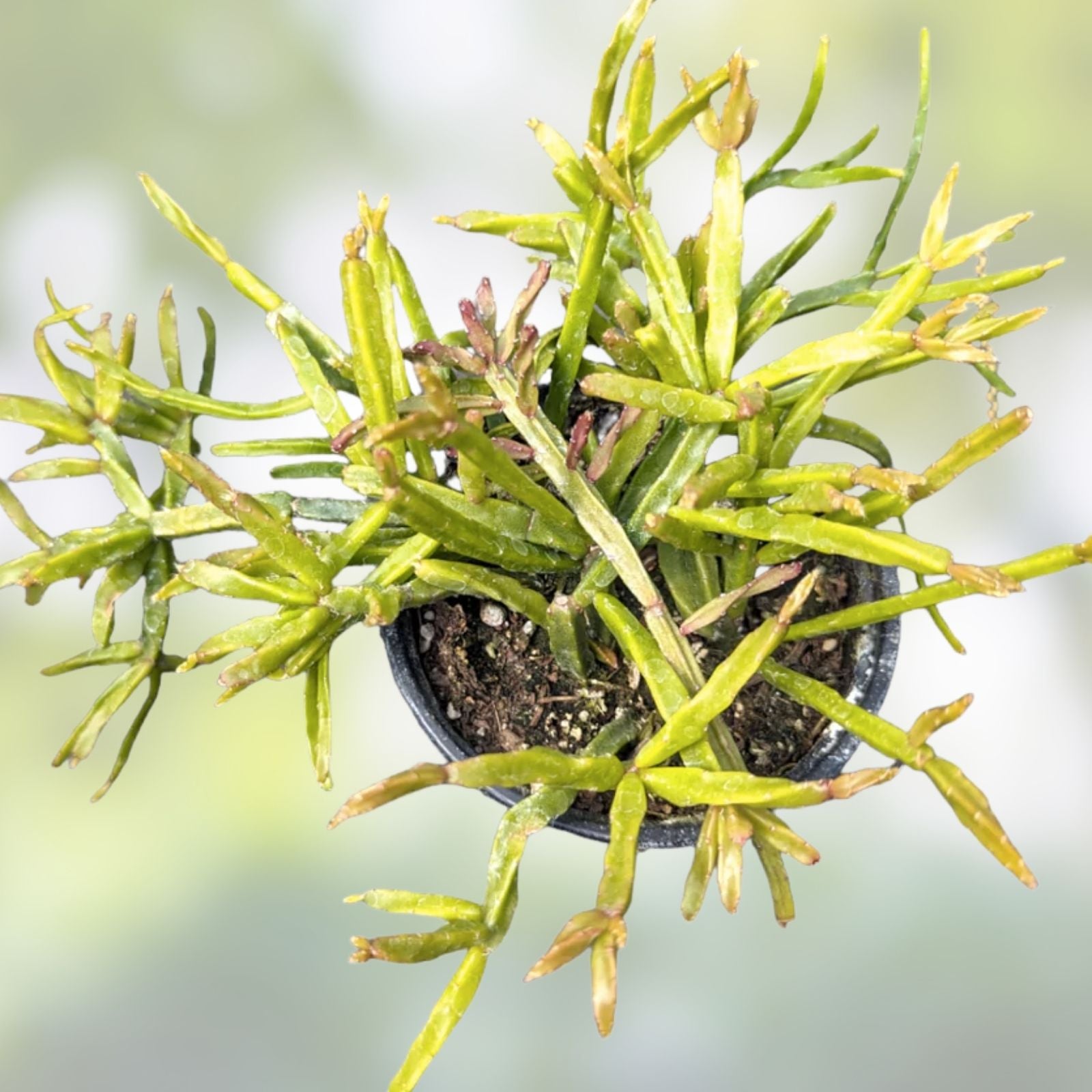 Rhipsalis Ewaldiana Cuttings 4 Pack 6-8" Live Succulent Plant Hanging Houseplant Easy Care