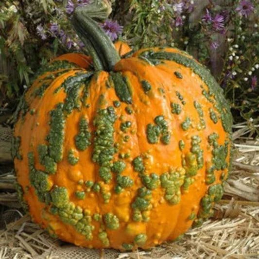 Organic Knucklhead Pumpkin Seeds 10 Pack Heirloom Cucurbita pepo Live Plant or Seed Starter