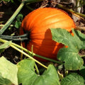 Organic Sugar Pie Pumpkin Seeds 10 Pack Heirloom Cucurbita pepo USA Grown Fall Decor Edible Plant