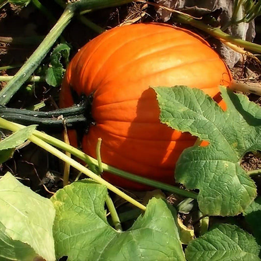 Organic Sugar Pie Pumpkin Seeds 10 Pack Heirloom Cucurbita pepo USA Grown Fall Decor Edible Plant
