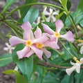 Pink Star Jasmine Cuttings - Fragrant Trachelospermum jasminoides Starter Plants - Garden, Indoor, Outdoor