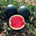 Black Diamond Watermelon Seeds 100 Count Heirloom Non-GMO Citrullus lanatus Fruit Seeds for Gardening, Planting, and Growing