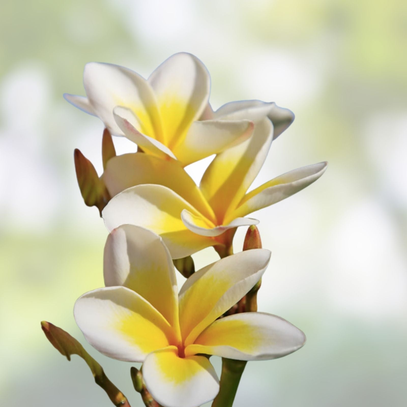Rooted Plumeria Plant Cutting Aztec Gold 16in Fragrant Tropical Flower Plumeria rubra Houseplant