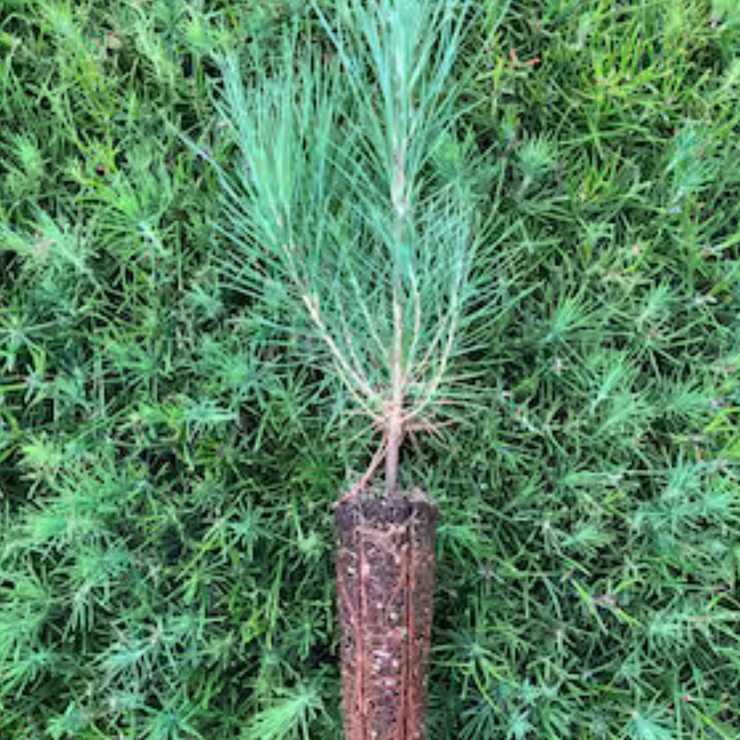 Loblolly Pine Tree Set of 2, Pinus taeda, 12-16 Inch Live Plants, Hardy for Zones 5-9, Landscaping, Reforestation